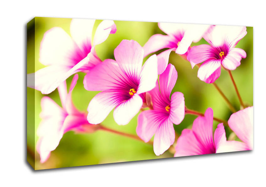 Purple Verbena Canvas Wall Art