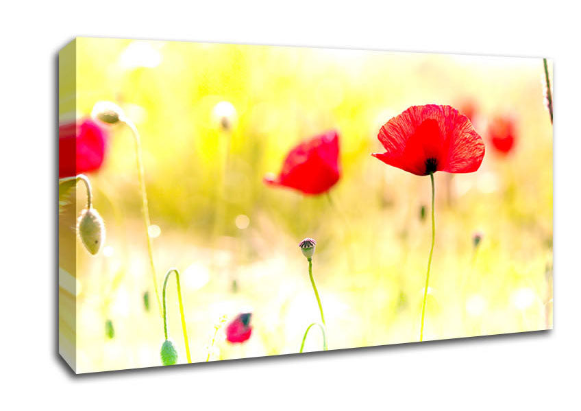 Poppy Sunlight Canvas Wall Art