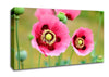 Pink Poppies In Bloom Canvas Wall Art