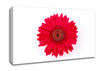 Cerise Gerbera Canvas Wall Art