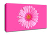 Baby Pink On Pink Gerbera Canvas Wall Art
