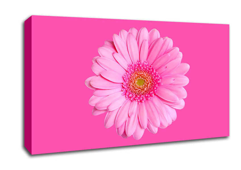 Baby Pink On Pink Gerbera Canvas Wall Art