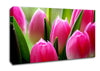 Pink Tulip Garden Surprise Canvas Wall Art