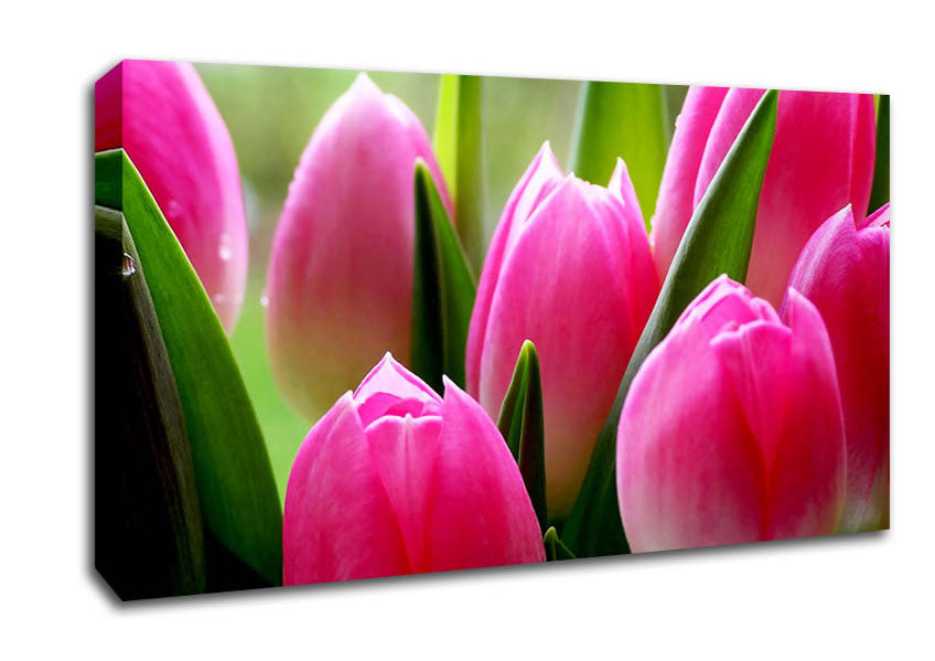 Pink Tulip Garden Surprise Canvas Wall Art