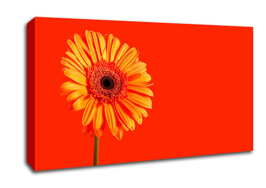Orange On Orange Gerbera Canvas Wall Art