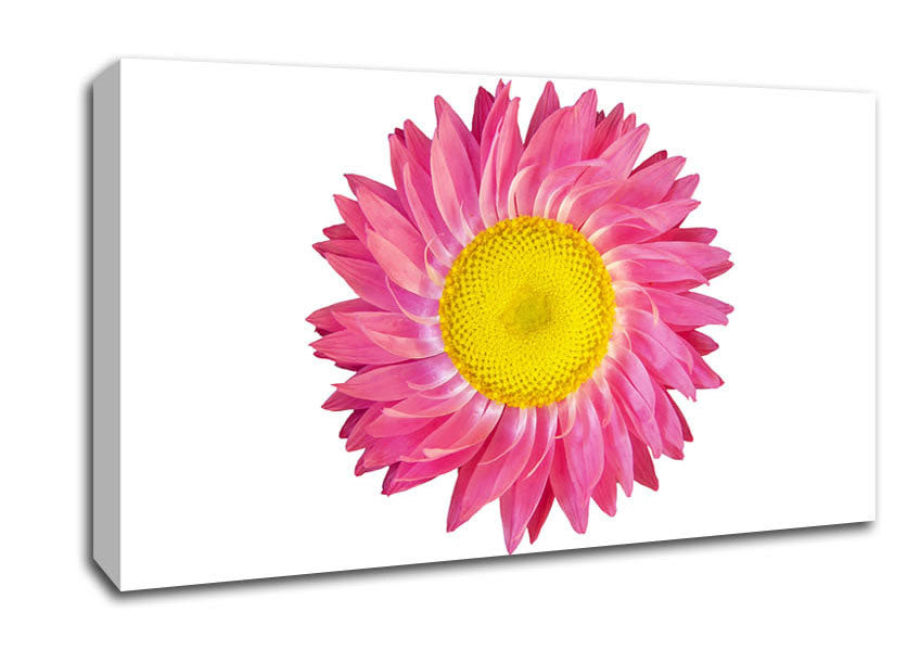 Pink Daisy Twist Canvas Wall Art