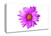 Pink Daisy On White Canvas Wall Art