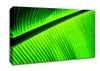 Light Of The Green Leaf Canvas Wall Art