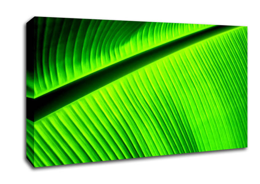 Light Of The Green Leaf Canvas Wall Art