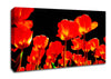 Orange Tulips Black Skies Canvas Wall Art