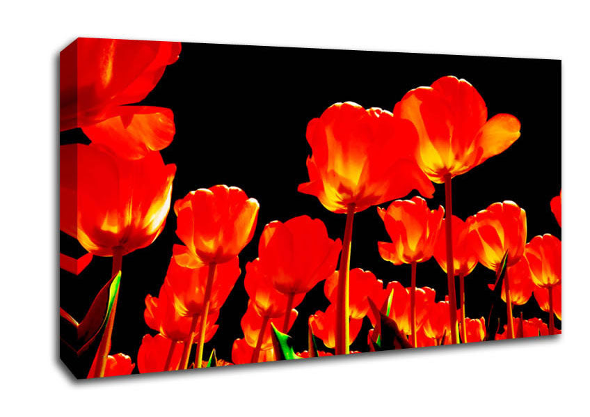 Orange Tulips Black Skies Canvas Wall Art