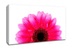 Pink Petal Dew Drop Gerbera Canvas Wall Art