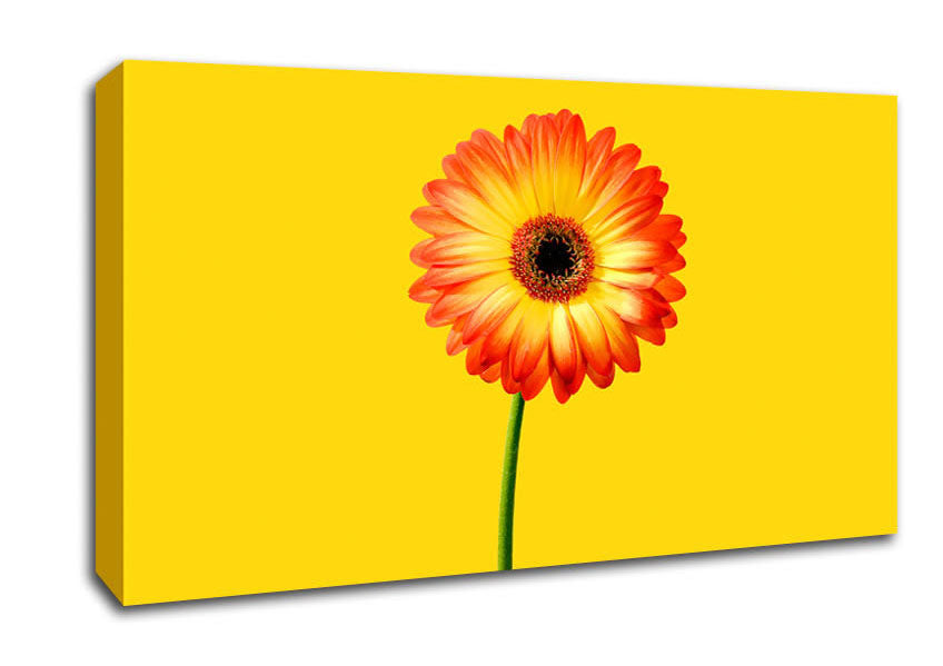 Orange Gerbera On Yellow Canvas Wall Art