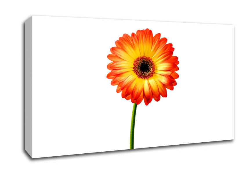 Orange Gerbera On White Canvas Wall Art