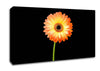 Orange Gerbera On Black Canvas Wall Art