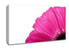 Pink Dewdrop Petals Canvas Wall Art