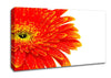 Lava Petals Canvas Wall Art
