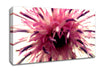 Pink Flower Head Explosion Canvas Wall Art