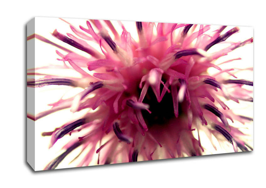 Pink Flower Head Explosion Canvas Wall Art