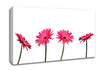 Pink Gerbera Quads Canvas Wall Art