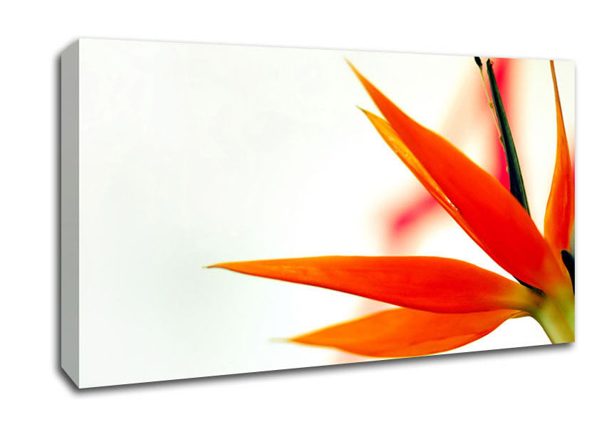 Orange Bird Of Paradise Canvas Wall Art