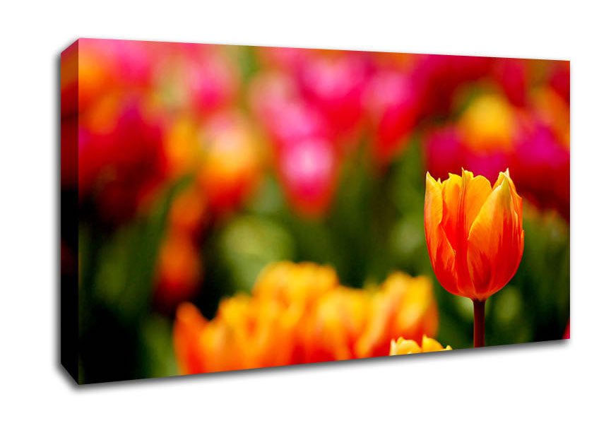 Orange Tulips In Bloom Canvas Wall Art