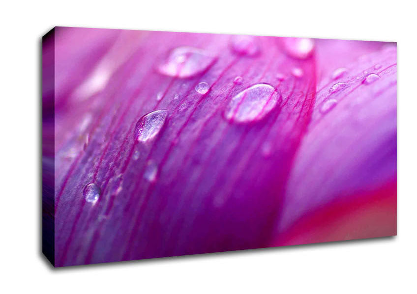 Pink Petal Dewdrop Beauty Canvas Wall Art