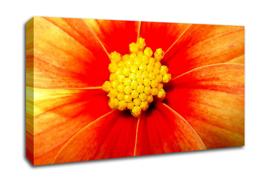 Orange Petal Delight Canvas Wall Art