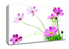 Pink Daisy Bloom Canvas Wall Art