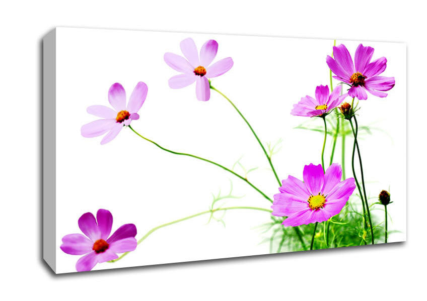 Pink Daisy Bloom Canvas Wall Art
