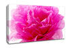Pink Carnation Ruffles Canvas Wall Art