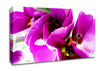 Pink Petal Galore Canvas Wall Art