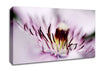 Pink Heaven Centre Canvas Wall Art