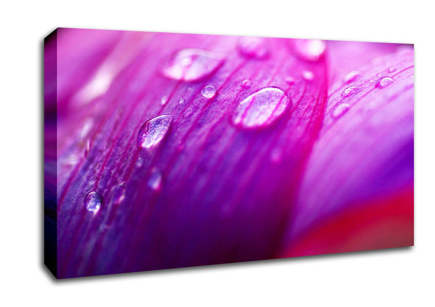 Pink Petal Dew Canvas Wall Art