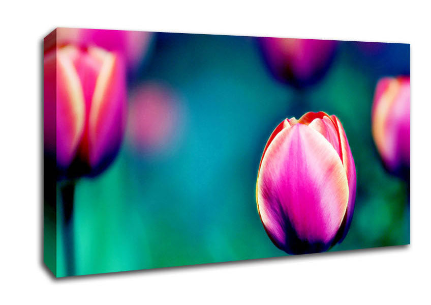 Pink Tulip Field Canvas Wall Art
