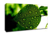 Morning Dew Leaf Canvas Wall Art