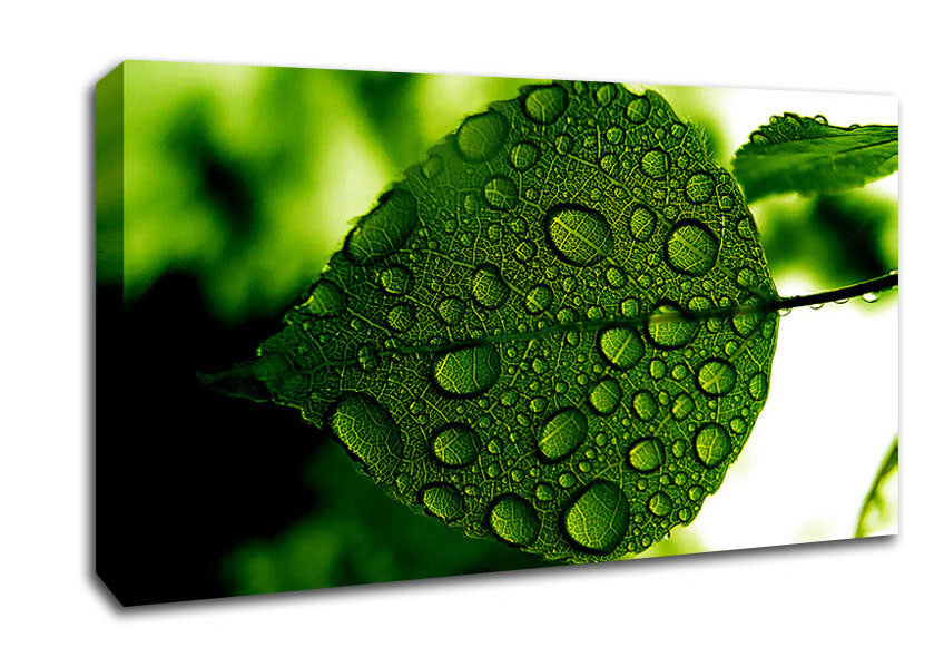 Morning Dew Leaf Canvas Wall Art