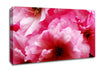 Pink Heaven Canvas Wall Art