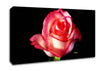 Pink Passion Rose Canvas Wall Art