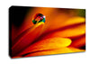 Fire Petal Reflection Canvas Wall Art