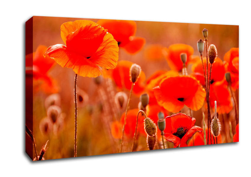 Orange Poppy Field Galour Canvas Wall Art