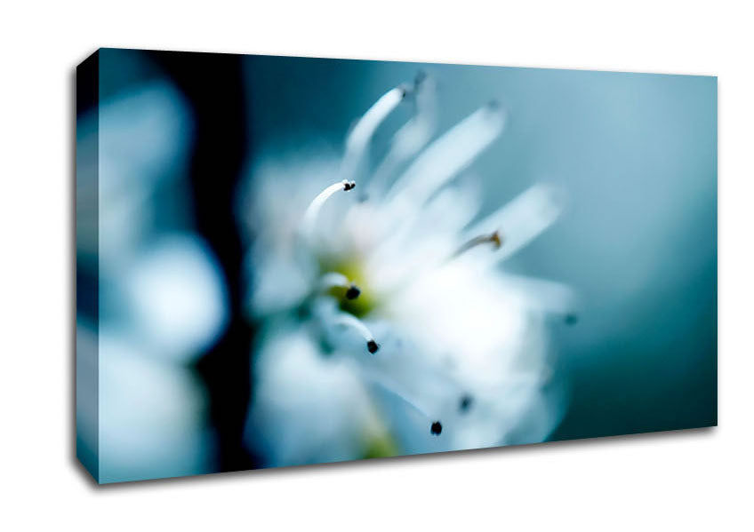 Apple Blossom Canvas Wall Art