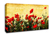 Poppy Field Golden Skys Canvas Wall Art