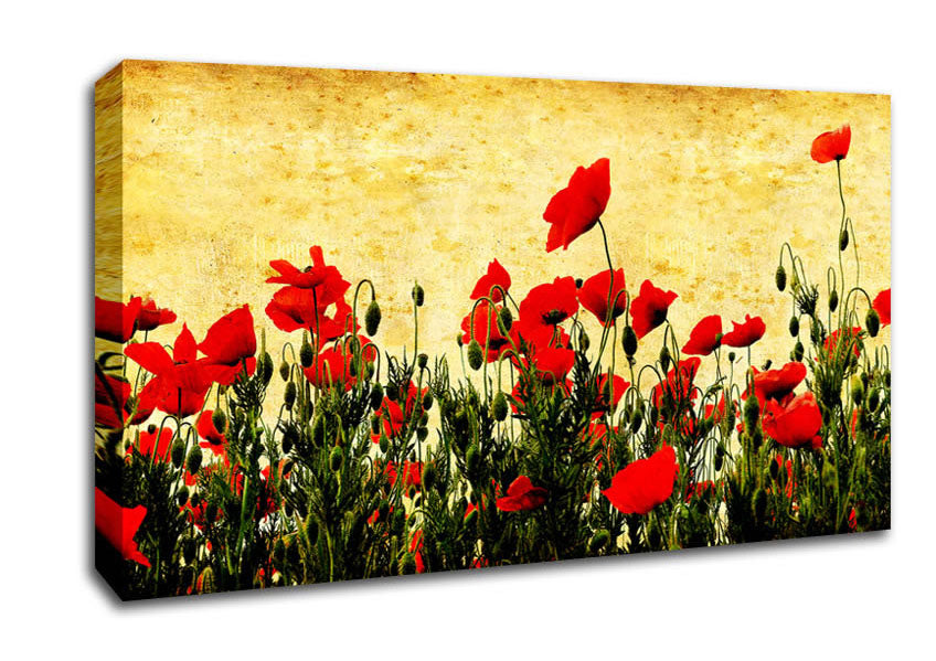 Poppy Field Golden Skys Canvas Wall Art
