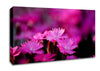 Pink Petal Beauty Canvas Wall Art
