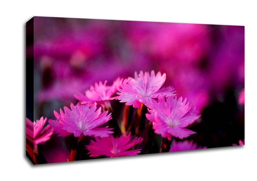 Pink Petal Beauty Canvas Wall Art