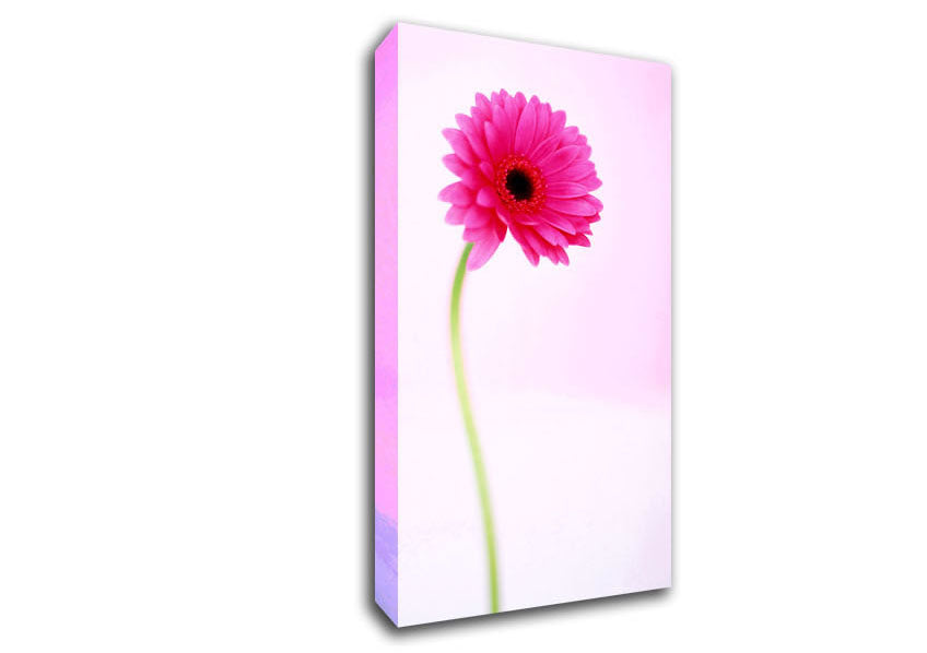 Pink On Pink Gerbera Canvas Wall Art