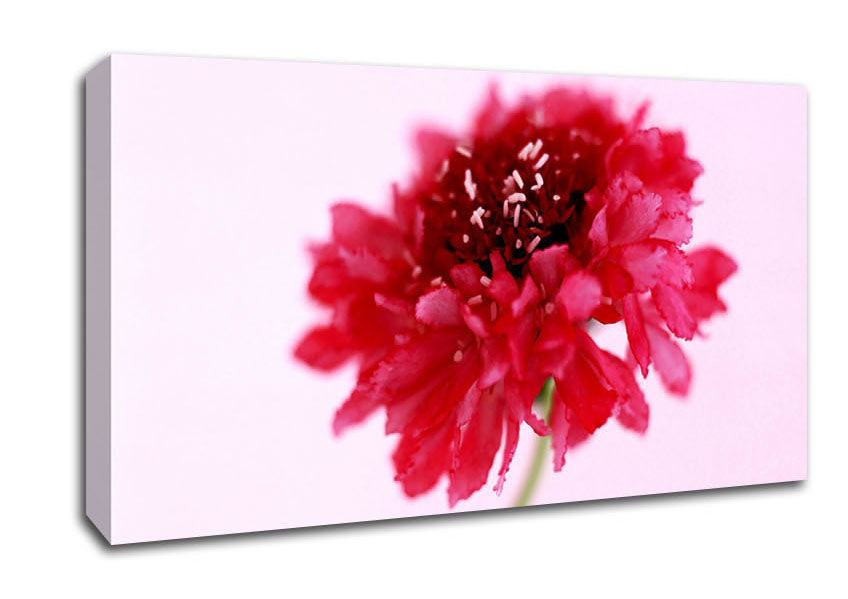 Pink On Pink Pom Pom Canvas Wall Art