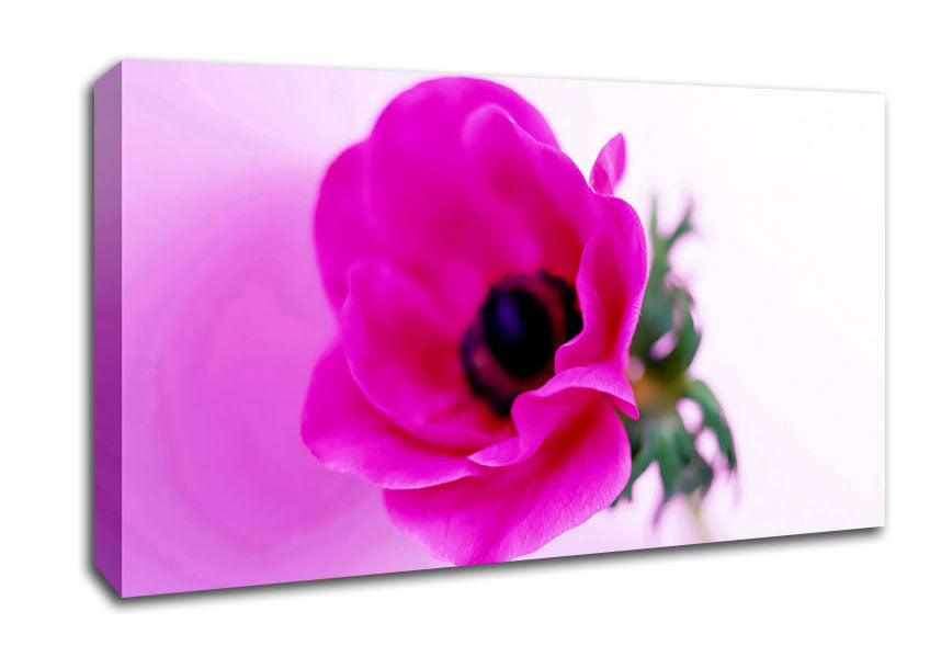 Pink Poppy Centre Canvas Wall Art