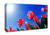 Pink Tulips In The Blazing Sun Canvas Wall Art